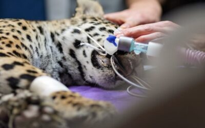 Shiva, la cachorra jaguar sorteó los bloqueos, llegó hasta La Paz para asistencia veterinaria especializada