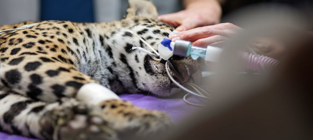 Shiva, la cachorra jaguar sorteó los bloqueos, llegó hasta La Paz para asistencia veterinaria especializada