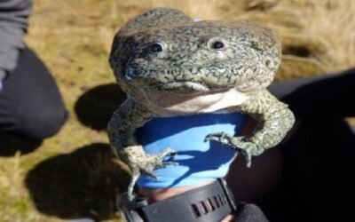 Tres años de cárcel para comercializadores de ranas silvestres del lago Titicaca, las ofrecían en platos gourmet