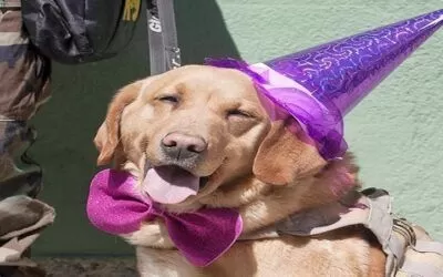 Coquetos y bien vestidos los perritos celebraron su día. La mejor forma de quererlos es tratarlos como familia (video)