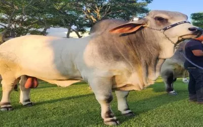 Con 1.220 kg, Poseidón FIV es el toro más pesado de Expocruz 2023, llevará su genética al Brasil (video)