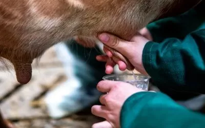 Luis Arce pondera que Bolivia alcanzó un consumo de leche anual de 66 litros por persona