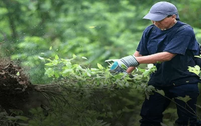 Sin la presencia de Luis Arce ni de Eduardo Del Castillo, el Gobierno inició la erradicación de al menos 10.000 has de coca en Bolivia