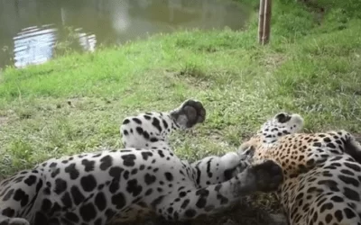 El hombre que murió por el ataque de un jaguar fue por shock hipovolémico, le arrancó la tráquea