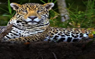 Tres jaguares serán trasladados de Santa Cruz al bioparque de La Paz