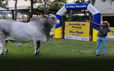 Pradesh FIV Trébol es el toro más pesado de Expocruz con 1.180 kilos