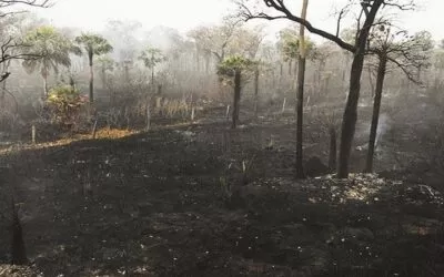 Las tierras afectadas por los incendios no serán distribuidas, Arce envió un proyecto de ley a la Asamblea