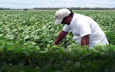 A fin de garantizar el alimento para la población, Luis Arce y agropecuarios se reúnen este viernes