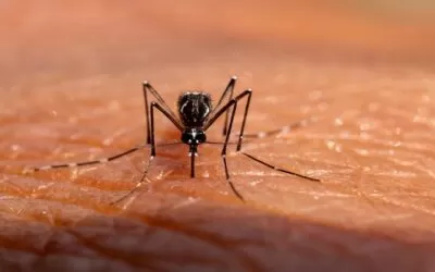 Alerta sanitaria en Santa Cruz tras primer caso de chikungunya en una paciente que llegó de Estados Unidos