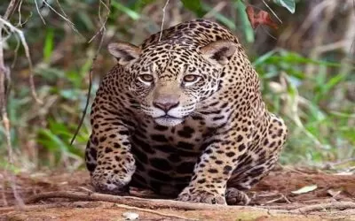 Un hombre fallece tras el ataque de un jaguar que se escapó de un bioparque en Santa Cruz