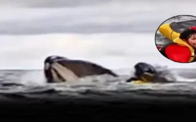 Un hombre que navegaba en kayak fue tragado por una ballena y luego escupido (aquí el video)