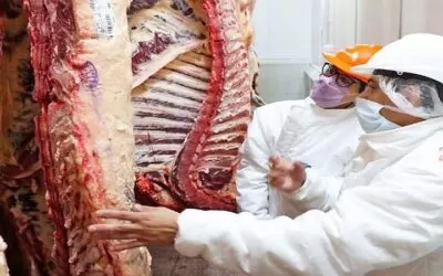 El Gobierno pretende importar carne de res de Argentina y venderla subvencionada, los ganaderos en emergencia